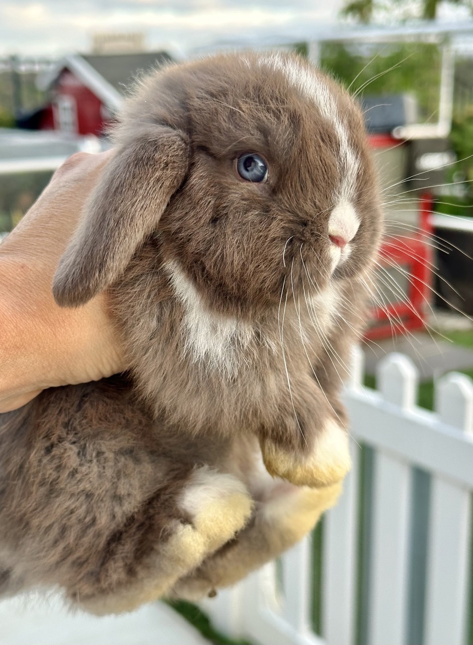 Brown lop bunny with a white nose and chest, held gently in a hand