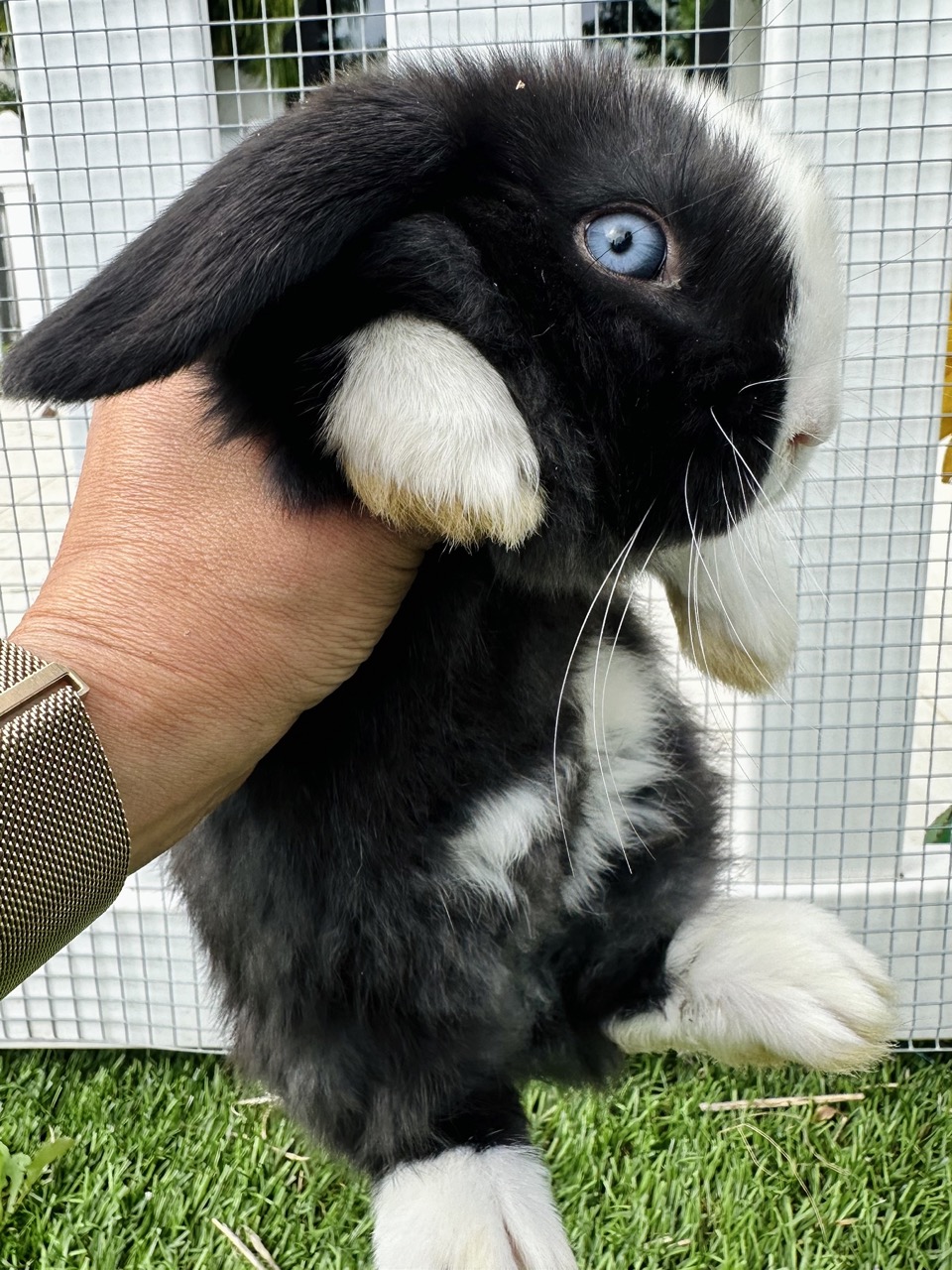 Black and white lop-eared bunny