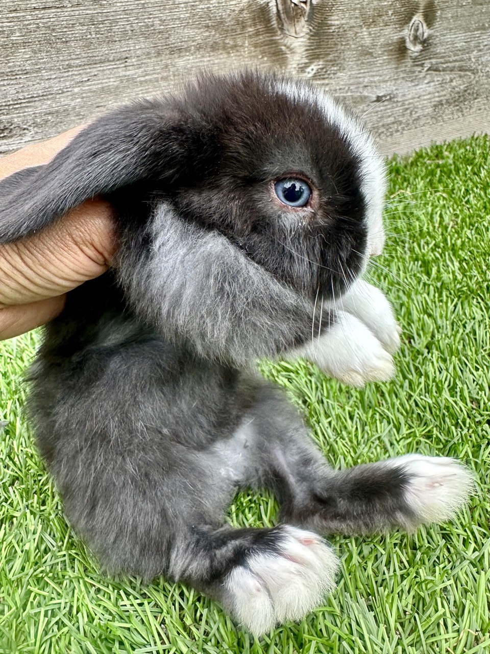 Dark lop-eared bunny with white markings