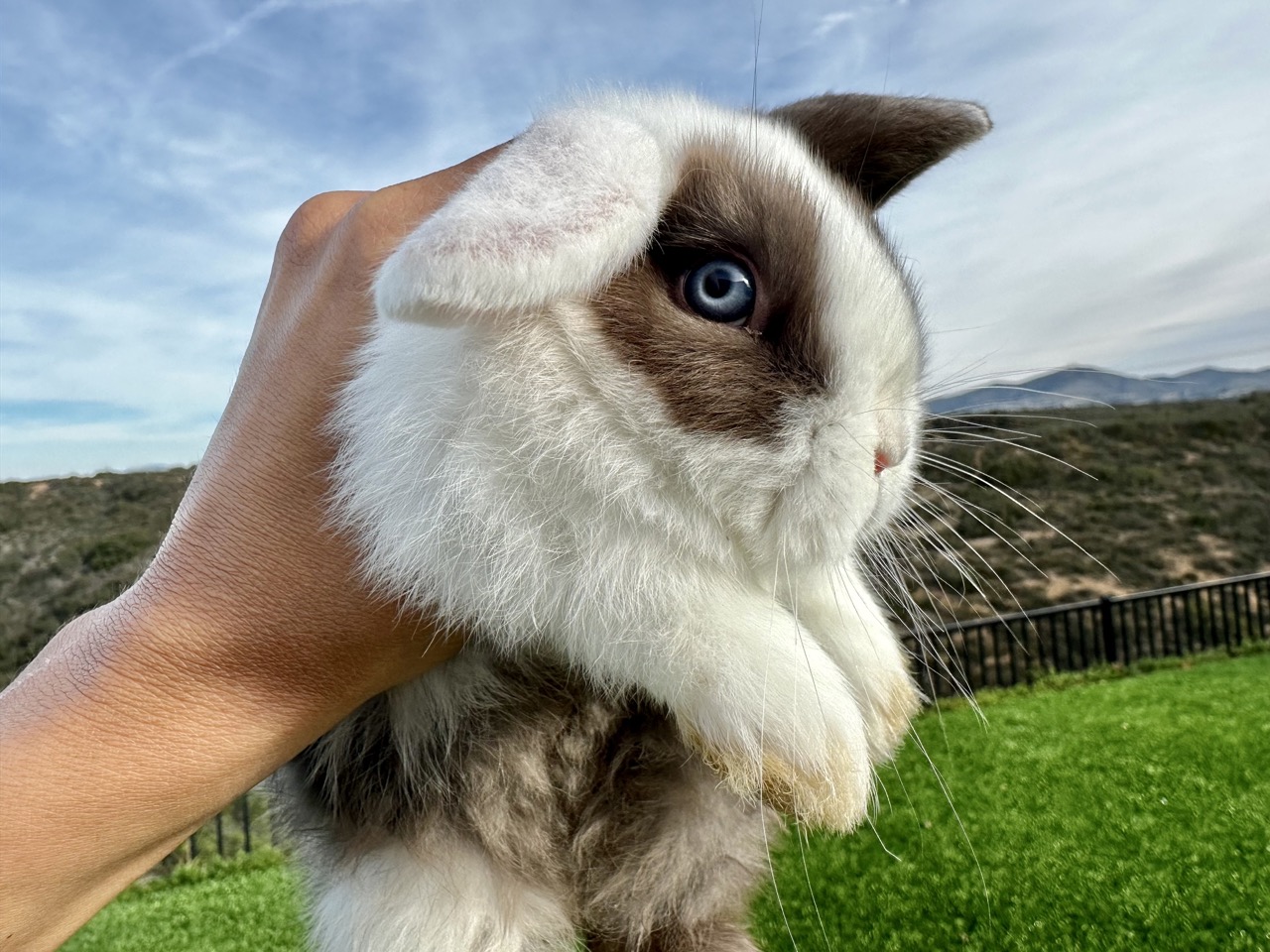 White lop-eared bunny with brown markings